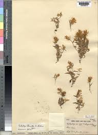 Image result for Trichopteryx stolziana