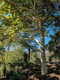 Image result for Sterculia quinqueloba