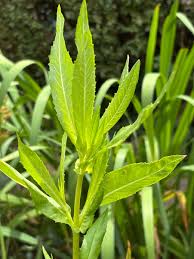 Image result for Pycreus niger