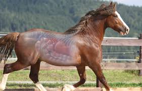 Intestinal Neoplasia In Horses Equine Gi Disease Library
