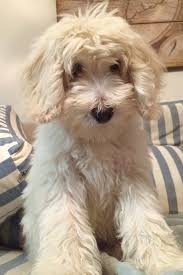 Get matched with a pupper from a responsible goldendoodle breeder near you. Moose English F1b Goldendoodle Goldendoodle Puppy Cute Dogs Puppies