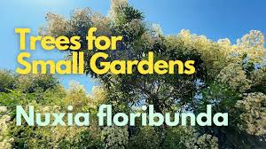 Image result for Nuxia floribunda