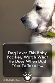 Dog Loves This Baby Pacifier Watch What He Does When Dad Tries To Take It Dogs Dogvideos Animals Animalvideos Funny Pets Vide Dog Love Dogs Dog Gifs