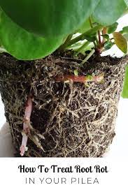 How To Treat Root Rot In Your Pilea Houseplants Indoor Indoor Plants Plants