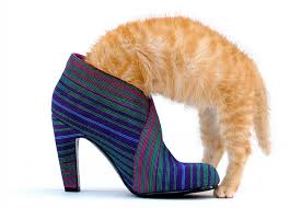 Common reasons why your cat may cower and want to avoid the public spotlight include one or more of the following conditions. Adopt A Pet Com Blog Help My New Cat Is Hiding And Won T Come Out Adopt A Pet Com Blog