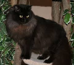 All breeding cats are regularly scanned for hcm by a board certified cardiologist. Ragdoll Cat Personality And Temperament Traits Best Pets Funny Ragamuffin Kittens Cat Personalities Ragamuffin Cat