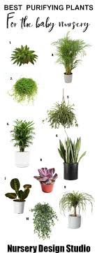 Plantingtree is a family owned and operated online garden center. House Plants For Baby Nursery Best Air Purifying Plants Nursery Design Studio