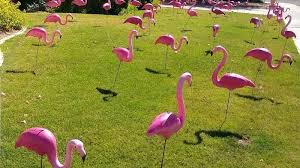 Make it more fun with a singing telegram from eastern onion or a flamingos by the yard lawn surprise. Flamingos By Night Home Page