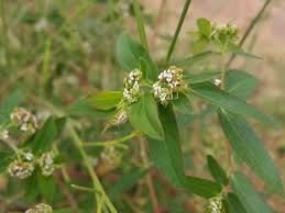 Image result for Euphorbia hypericifolia