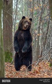 The photograph may be purchased as wall art, home decor, apparel, phone cases, greeting cards, and more. Bear Standing On His Image Photo Free Trial Bigstock