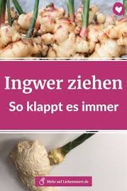 So Pflanzen Sie Ingwer Selber An Ingwer Pflanzen Ingwerpflanze Ingwer Ziehen