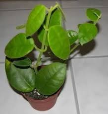 Most rooted cuttings are propagated in the greenhouse from healthy, happy personal plants. Hoya Lauterbachii