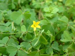 Image result for Oxalis corniculata