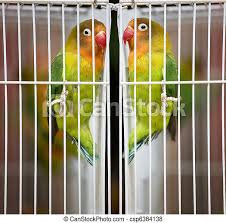 Download the free petsmart mobile app today & access your digital card, book. Bird Pet Lovebirds At A Local Pet Store The Fischer S Lovebird Agapornis Fischeri Is A Small Parrot Species Of The Canstock