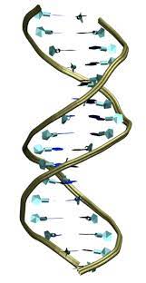 Dna Flexibility At The Atomic Scale Dna Molecule Dna Genetics Dna