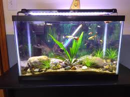 Learn More About How Many Guppies In A 10 Gallon Tank In 2020 Fresh Water Fish Tank Diy Fish Tank Fish Tank