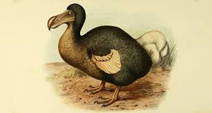 The Dodo Was No Dummy Extinct Animals Bird Prints Pet Birds