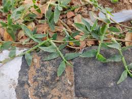 Image result for Urochloa reptans