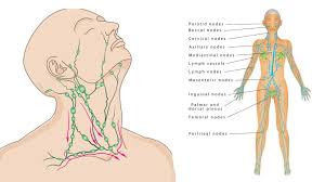 How To Drain Your Lymphatic System And 7 Ways To Make It Strong In 2020 Lymph Glands Lymphatic System Lymphatic