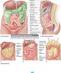 O câncer nesta parte do corpo em geral é mais agressivo e de . Cavidade Peritoneal Estomago E Intestinos Anatomia I