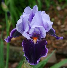 Plantfiles Picture 4 Of Tall Bearded Iris Magic Man Iris Iris Flowers Bearded Iris Beautiful Flowers