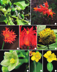 Image result for Cayaponia