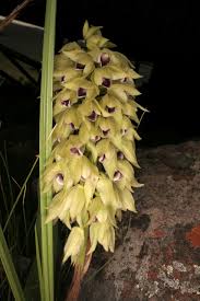 Image result for Eulophia elegans