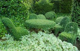Euonymus is common in gardening. How To Do Topiary The Easy Way What To Plant How To Cut It Country Life