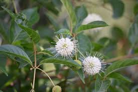 Image result for Pycnostachys schliebenii