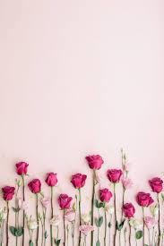 Looking for the best wallpapers? Rosa Rosen Auf Rosa Hintergrund Von Ruth Black Fur Stocksy United Sbi Auf Black Fur Hintergrund Kl Flower Wallpaper Flower Backgrounds Pink Background