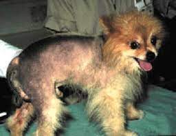 Alopecia X Mar Vista Animal Medical Center