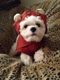 Mum and dad are our family pets. Aca Shih Tzu And Shichon Shih Tzu Bichon Frise Mix Puppies For Sale Very Cute Dogs Bichon Shih Tzu Mix Shih Tzu