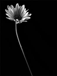 A wallpaper or background (also known as a desktop wallpaper, desktop background, desktop picture or desktop image on computers) is a digital image (photo, drawing etc.) used as a decorative background of a graphical user interface on the screen of a computer, mobile communications device or other electronic device. Black Flower Wallpapers Group 68