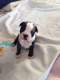 Find the perfect boston terrier puppy for sale in texas, tx at puppyfind.com. Boston Terrier Puppies Houston Tx Pets Lovers