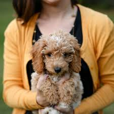 Sherwoodfarms.dog (yes, instead of .com it is .dog). Cute Pictures Of Goldendoodles Popsugar Pets