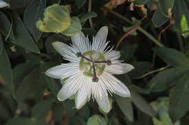 Fast Growing Perennial Vines For Northern California Finegardening Perennials Passion Vine Trees To Plant