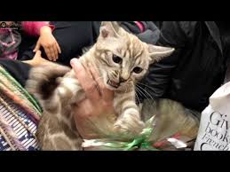 Bengal kittens, savannah kittens, serval kittens and cracal kittens in our large breeding program, all of our kittens are exposed to an appropriate amount of uv lighting. Snow Bengal Cat Infos History And Appearance Bengalcats Co