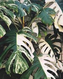 Agave (agave) chlorophytum orchidastrum (green orange) bromeliaceae: Jenny K On Instagram No Two Leaves Of The Variegated Monstera Are Ever The Same Half White Half Green Green Speckled Grunpflanzen Blattpflanzen Monstera