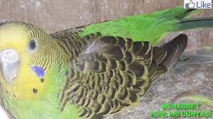 muhabbet kuslari neden kanat ve tuy toplar youtube