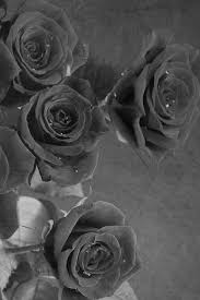 Looking for the best wallpapers? 26 Black Rose Iphone Wallpapers Wallpaperboat