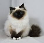 Birman Kittens for Sale - Adoptapet