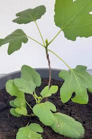 Feige Durch Stecklinge Vermehren Und Die Feige Als Kubelpflanze Halten Kubelpflanzen Garten Pflanzen Stecklinge