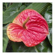 Red Anthurium Floral Acrylic Wall Art Floral Style Flower Flowers Stylish Diy Personalize Anthurium Flower Floral Tiles Anthurium