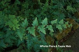 Image result for Selaginella vogelii
