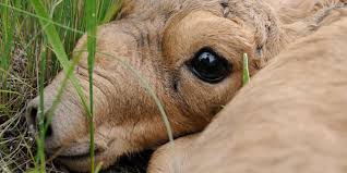 Image result for saiga antelope
