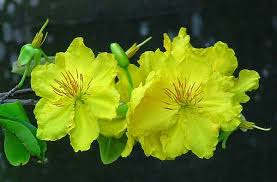 Image result for Ochna barbosae