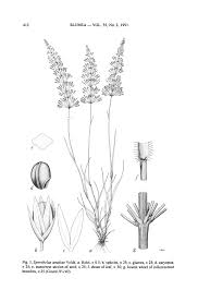 Image result for Sporobolus agrostoides