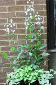 Long flowering perennials for containers. Perennials For Containers Frugal Ways To Fill Your Flower Pots