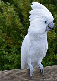 Locations For Buying A Cockatoo