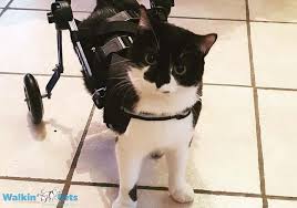 Kedi Yurutec Mini